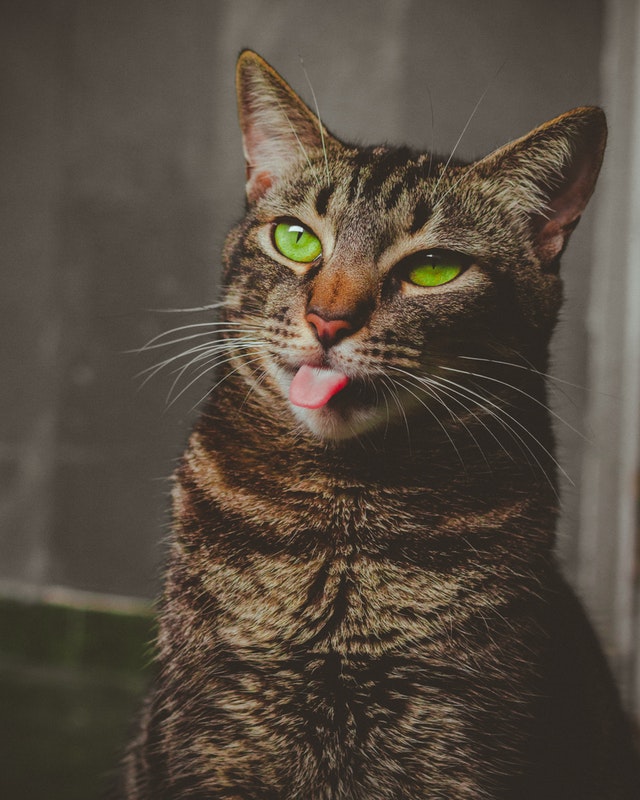 Vier voordelen van een kat in huis Doc vadis